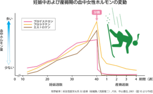 女性ホルモンの変化